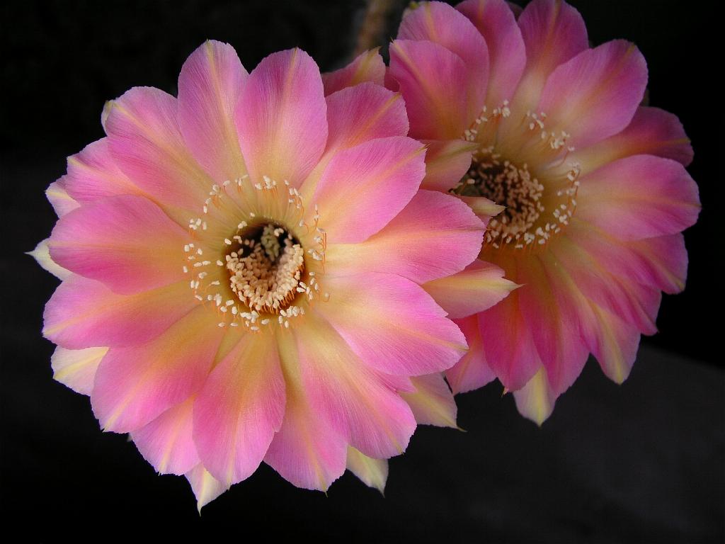 Eigene Echinopsis/Fond Adieu 4.0.jpg
